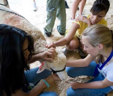 Adventures in Veterinary Medicine